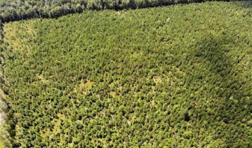 Photo of SOLD!!  105 Acres of Hunting and Timber Land For Sale in Northampton County NC!