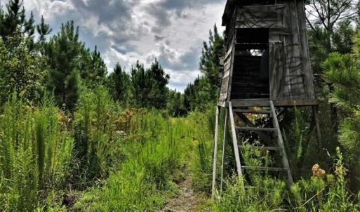 Photo of SOLD!!  105 Acres of Hunting and Timber Land For Sale in Northampton County NC!