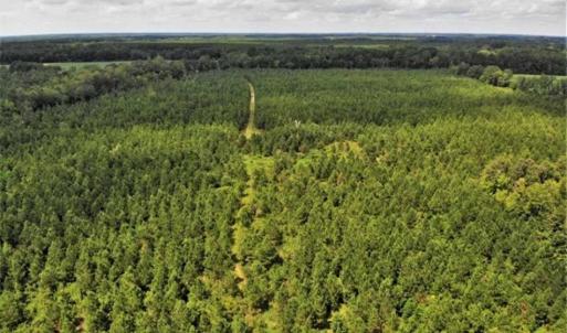 Photo of SOLD!!  105 Acres of Hunting and Timber Land For Sale in Northampton County NC!
