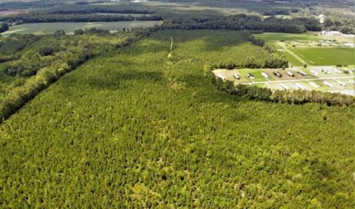 Photo of SOLD!!  105 Acres of Hunting and Timber Land For Sale in Northampton County NC!