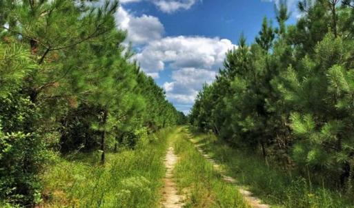 Photo of SOLD!!  105 Acres of Hunting and Timber Land For Sale in Northampton County NC!