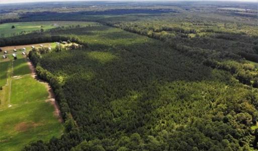 Photo of SOLD!!  105 Acres of Hunting and Timber Land For Sale in Northampton County NC!