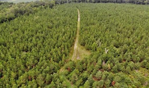 Photo of SOLD!!  105 Acres of Hunting and Timber Land For Sale in Northampton County NC!