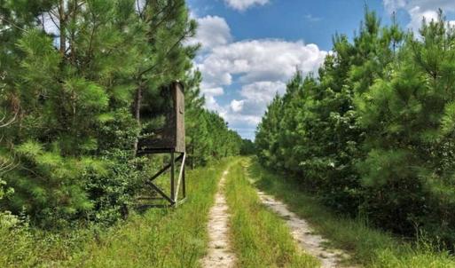 Photo of SOLD!!  105 Acres of Hunting and Timber Land For Sale in Northampton County NC!