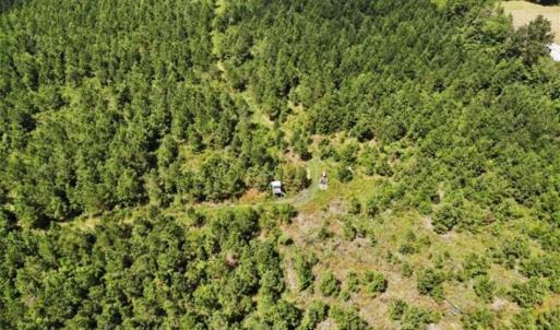 Photo of SOLD!!  105 Acres of Hunting and Timber Land For Sale in Northampton County NC!