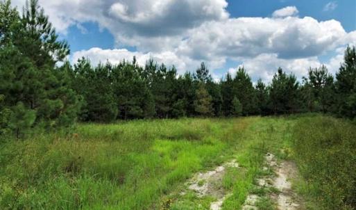 Photo of SOLD!!  105 Acres of Hunting and Timber Land For Sale in Northampton County NC!