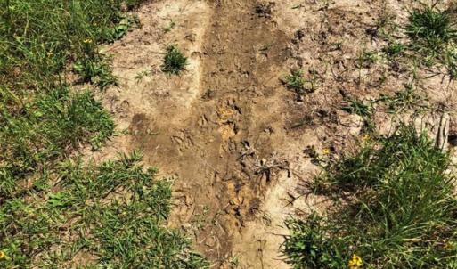 Photo of SOLD!!  105 Acres of Hunting and Timber Land For Sale in Northampton County NC!