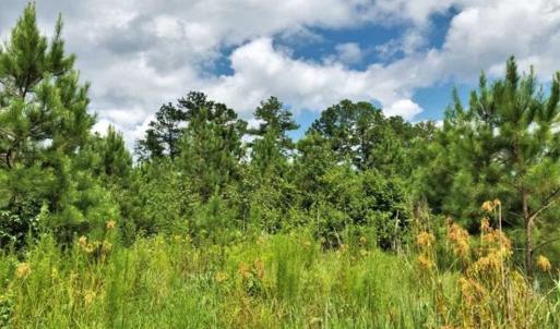 Photo of SOLD!!  105 Acres of Hunting and Timber Land For Sale in Northampton County NC!