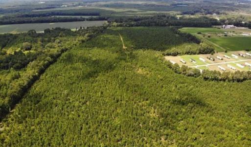 Photo of SOLD!!  105 Acres of Hunting and Timber Land For Sale in Northampton County NC!