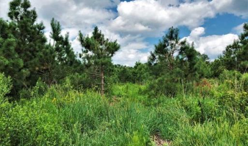 Photo of SOLD!!  105 Acres of Hunting and Timber Land For Sale in Northampton County NC!