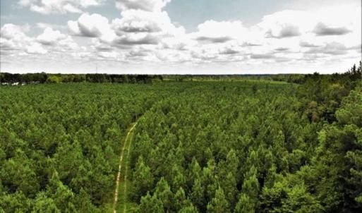 Photo of SOLD!!  105 Acres of Hunting and Timber Land For Sale in Northampton County NC!