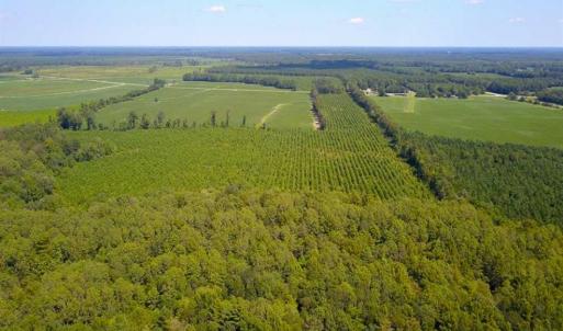 Photo of 55 Acres of Timber and Hunting Land For Sale in Bertie County NC!