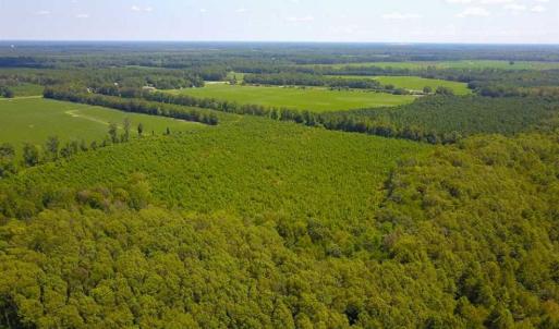 Photo of 55 Acres of Timber and Hunting Land For Sale in Bertie County NC!