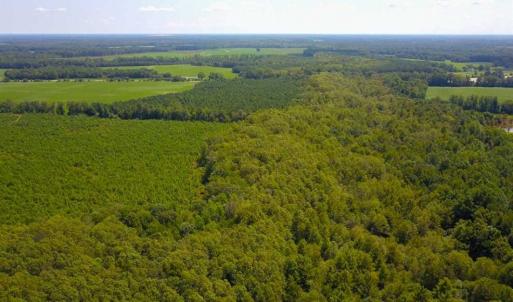 Photo of 55 Acres of Timber and Hunting Land For Sale in Bertie County NC!