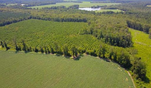 Photo of 55 Acres of Timber and Hunting Land For Sale in Bertie County NC!