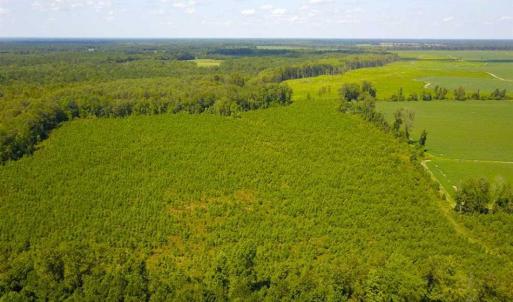 Photo of 55 Acres of Timber and Hunting Land For Sale in Bertie County NC!