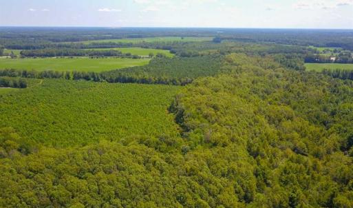 Photo of 55 Acres of Timber and Hunting Land For Sale in Bertie County NC!