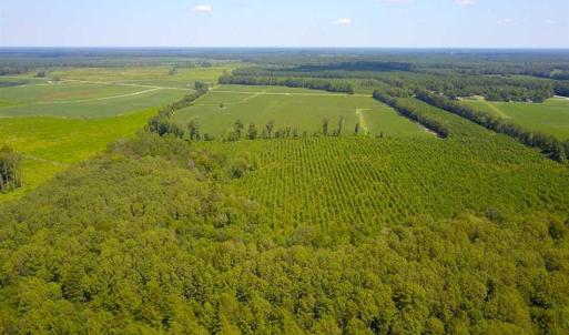 Photo of 55 Acres of Timber and Hunting Land For Sale in Bertie County NC!