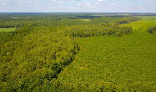 Photo of 55 Acres of Timber and Hunting Land For Sale in Bertie County NC!
