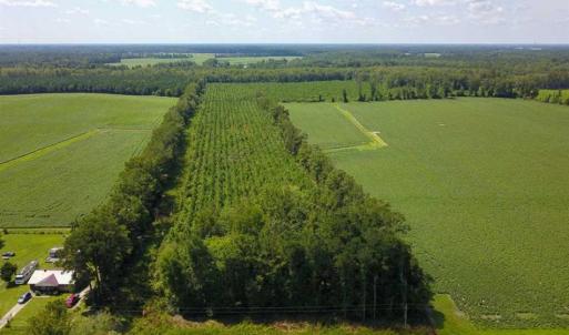 Photo of 55 Acres of Timber and Hunting Land For Sale in Bertie County NC!