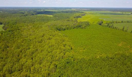 Photo of 55 Acres of Timber and Hunting Land For Sale in Bertie County NC!