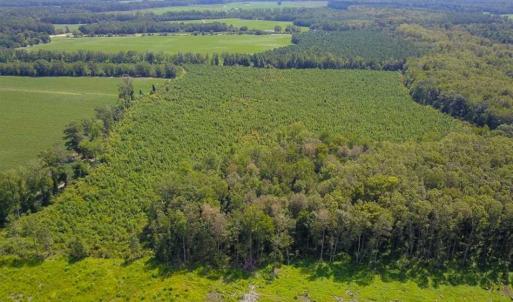 Photo of 55 Acres of Timber and Hunting Land For Sale in Bertie County NC!