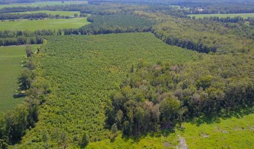 Photo of 55 Acres of Timber and Hunting Land For Sale in Bertie County NC!