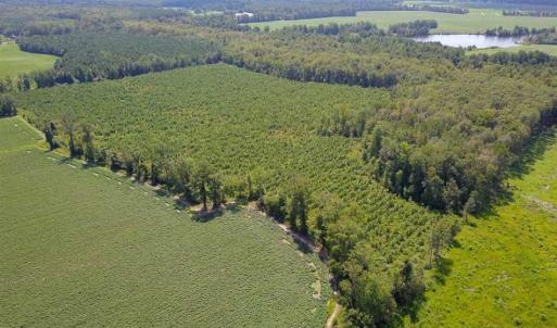 Photo of 55 Acres of Timber and Hunting Land For Sale in Bertie County NC!