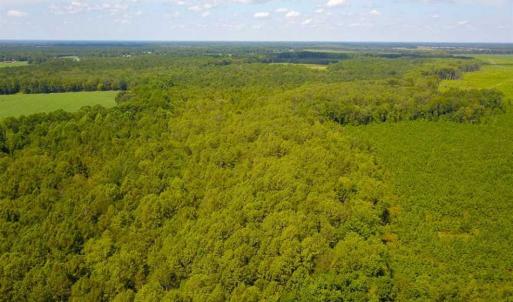 Photo of 55 Acres of Timber and Hunting Land For Sale in Bertie County NC!