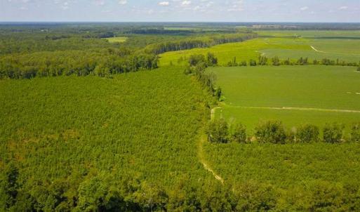 Photo of 55 Acres of Timber and Hunting Land For Sale in Bertie County NC!