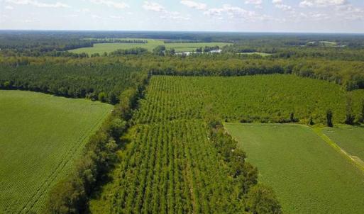 Photo of 55 Acres of Timber and Hunting Land For Sale in Bertie County NC!