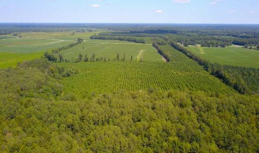 Photo of 55 Acres of Timber and Hunting Land For Sale in Bertie County NC!