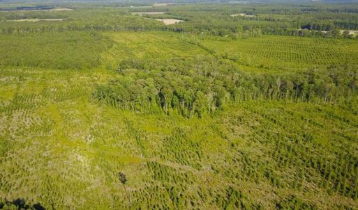 Photo of 297 Acres of Timber and Hunting Land For Sale in Gates County NC and Suffolk VA!