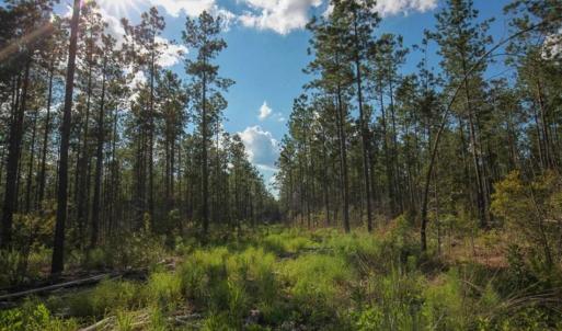 Photo of 297 Acres of Timber and Hunting Land For Sale in Gates County NC and Suffolk VA!
