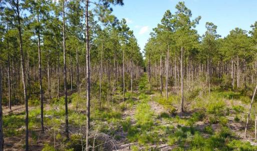 Photo of 297 Acres of Timber and Hunting Land For Sale in Gates County NC and Suffolk VA!