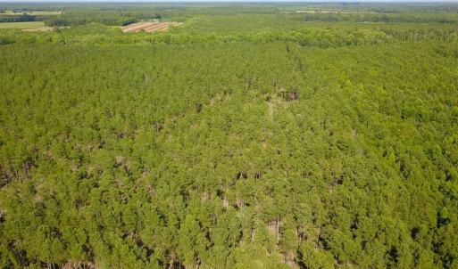 Photo of 297 Acres of Timber and Hunting Land For Sale in Gates County NC and Suffolk VA!