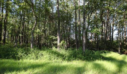 Photo of 297 Acres of Timber and Hunting Land For Sale in Gates County NC and Suffolk VA!