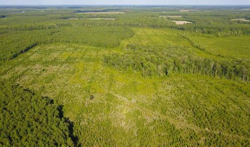 Photo of 297 Acres of Timber and Hunting Land For Sale in Gates County NC and Suffolk VA!