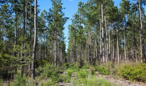 Photo of 297 Acres of Timber and Hunting Land For Sale in Gates County NC and Suffolk VA!