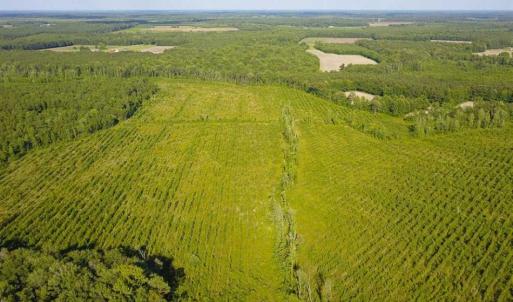 Photo of 297 Acres of Timber and Hunting Land For Sale in Gates County NC and Suffolk VA!