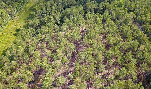 Photo of 297 Acres of Timber and Hunting Land For Sale in Gates County NC and Suffolk VA!