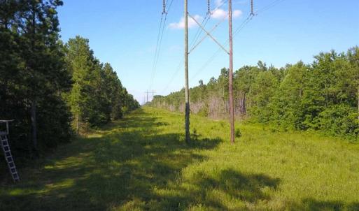 Photo of 297 Acres of Timber and Hunting Land For Sale in Gates County NC and Suffolk VA!