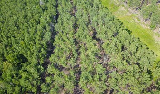Photo of 297 Acres of Timber and Hunting Land For Sale in Gates County NC and Suffolk VA!