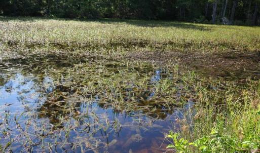 Photo of 297 Acres of Timber and Hunting Land For Sale in Gates County NC and Suffolk VA!