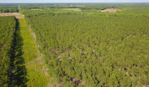 Photo of 297 Acres of Timber and Hunting Land For Sale in Gates County NC and Suffolk VA!
