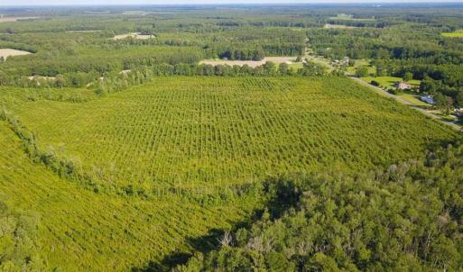 Photo of 297 Acres of Timber and Hunting Land For Sale in Gates County NC and Suffolk VA!