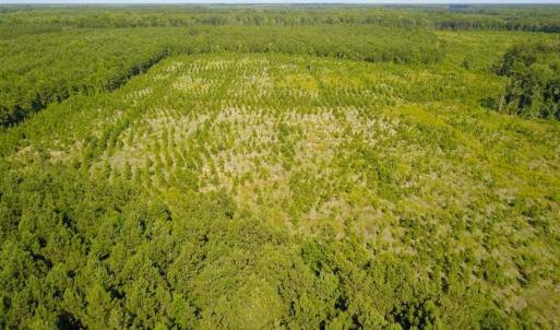 Photo of 297 Acres of Timber and Hunting Land For Sale in Gates County NC and Suffolk VA!