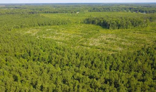 Photo of 297 Acres of Timber and Hunting Land For Sale in Gates County NC and Suffolk VA!