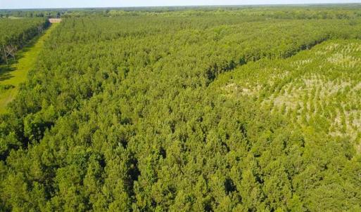 Photo of 297 Acres of Timber and Hunting Land For Sale in Gates County NC and Suffolk VA!