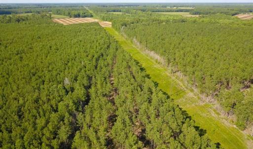 Photo of 297 Acres of Timber and Hunting Land For Sale in Gates County NC and Suffolk VA!